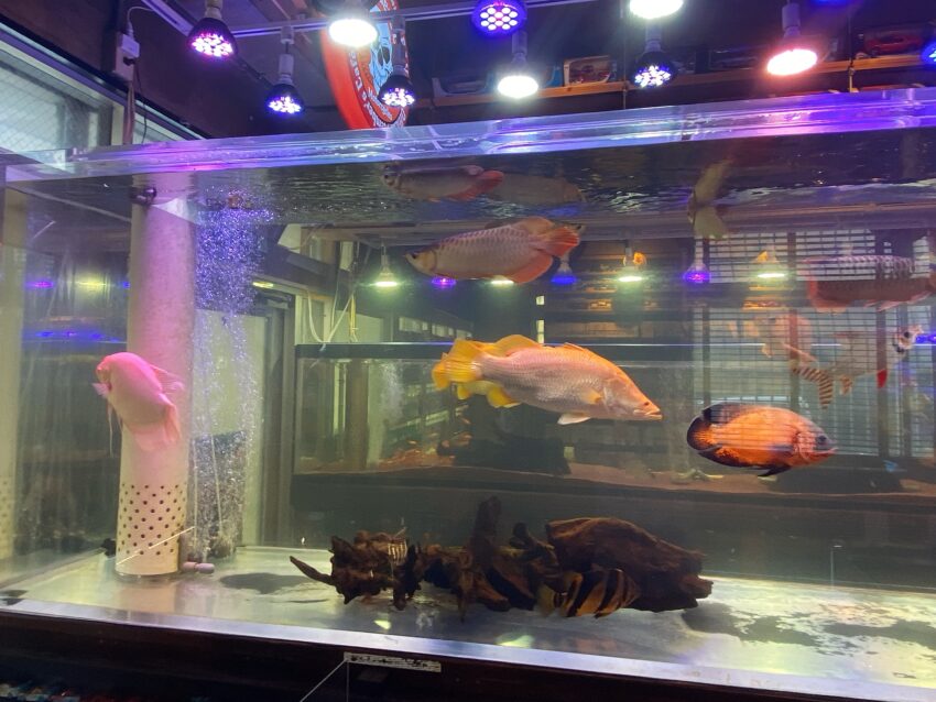 浦添にある24h営業のお店慈伴賜 ジバンシー 男のロマンが詰まったコカコーラカフェ アクアリウム喫茶 ガチマイタンク